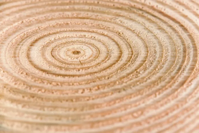 Framed Print : Annual Rings on a Tree Trunk Print Framed Print : Annual Rings on a Tree Trunk Print