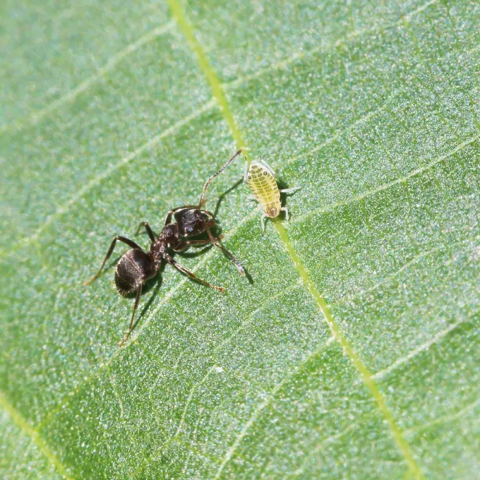 Framed Print : Ant caring for an aphid on a walnut tree Print Framed Print : Ant caring for an aphid on a walnut tree Print