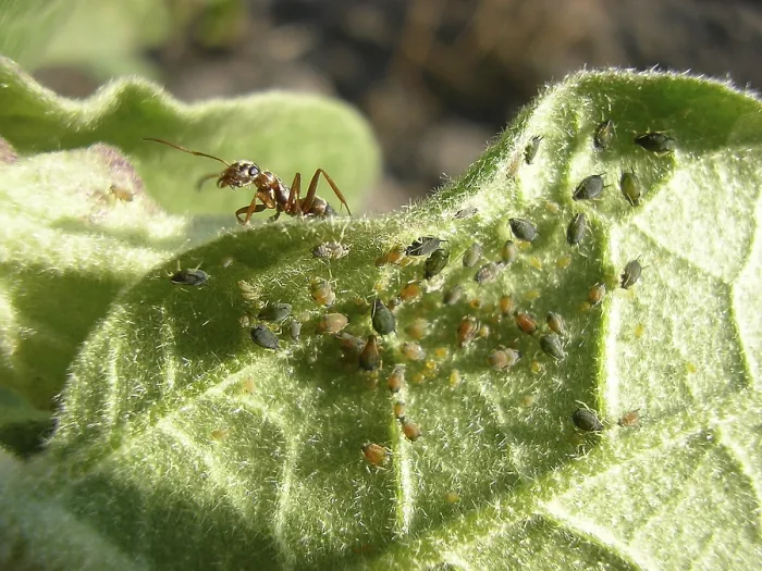Framed Print : The Ant Flocks a Herd of Aphids Print Framed Print : The Ant Flocks a Herd of Aphids Print