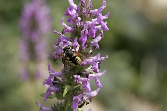 Framed Print : Anthidium Woolbee Resin Bee Print Framed Print : Anthidium Woolbee Resin Bee Print
