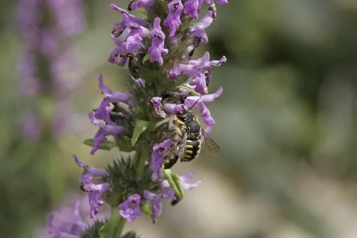Framed Print : Anthidium Print - Resin Bee Framed Print : Anthidium Print - Resin Bee