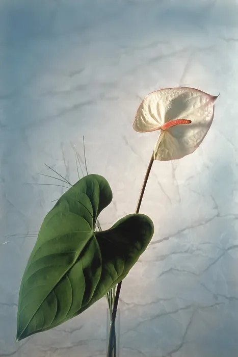 Framed Print : Anthurium in front of marble Print Framed Print : Anthurium in front of marble Print