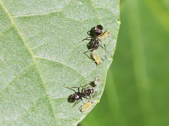 Framed Print : Two Ants Caring for Aphids on Walnut Tree Print Framed Print : Two Ants Caring for Aphids on Walnut Tree Print