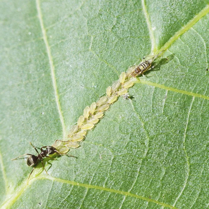 Framed Print : Ants Guard Aphids Print - Walnut Tree Leaf Framed Print : Ants Guard Aphids Print - Walnut Tree Leaf