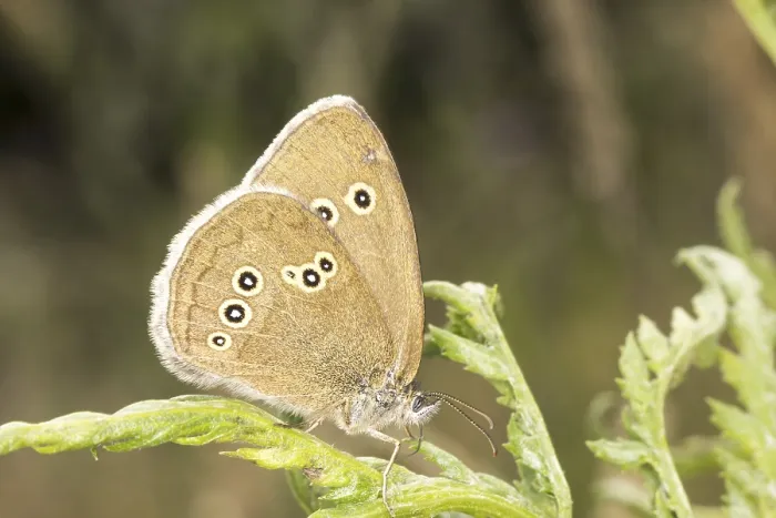 Framed Print : Aphantopus hyperantus Print - Ringlet Butterfly Framed Print : Aphantopus hyperantus Print - Ringlet Butterfly