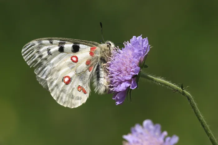 Framed Print : Print of Apollo (Parnassius apollo) Framed Print : Print of Apollo (Parnassius apollo)