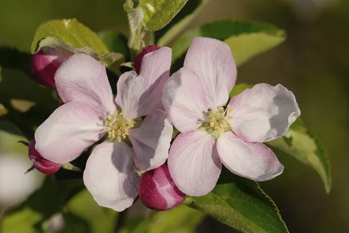 Framed Print : Apple-Blossom Print by Apple-Blossom