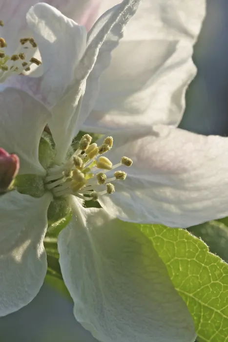 Framed Print : Apple Blossom Print - Springtime Floral Scene