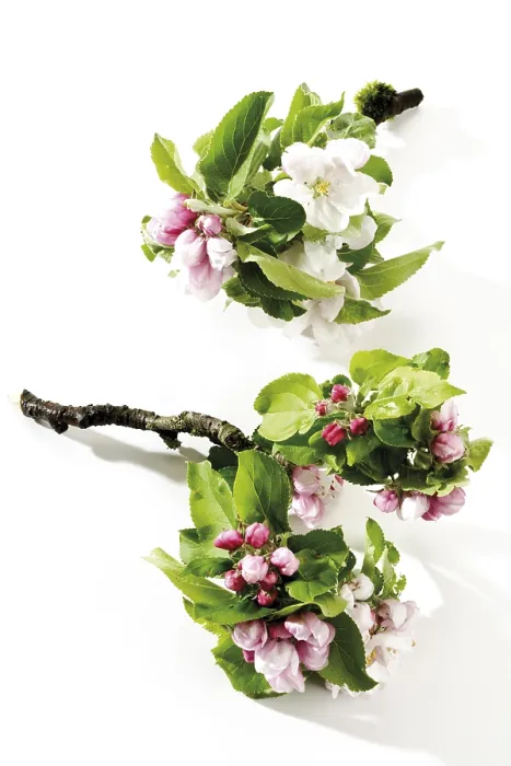 Framed Print : Apple Blossoms Print (Malus) Framed Print : Apple Blossoms Print (Malus)