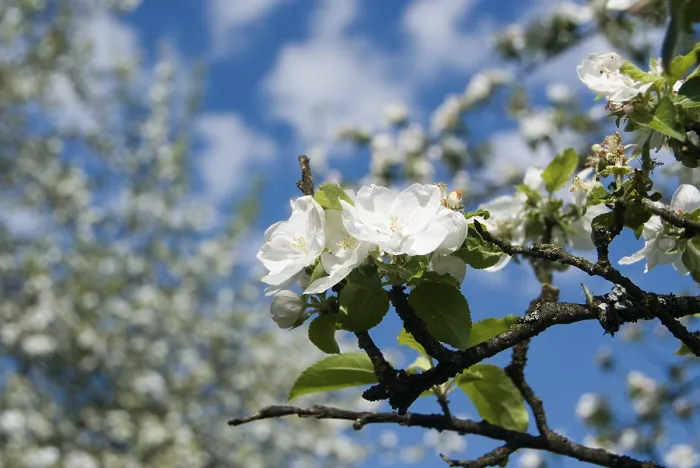 Framed Print : Apple Blossoms Print (Malus) Framed Print : Apple Blossoms Print (Malus)