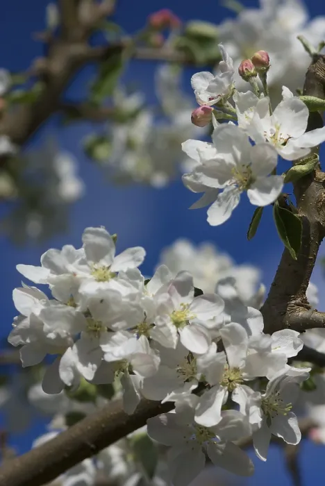 Framed Print : Apple Blossoms in Spring Print