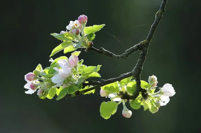 Framed Print : Apple Blossom (Malus) Print Framed Print : Apple Blossom (Malus) Print
