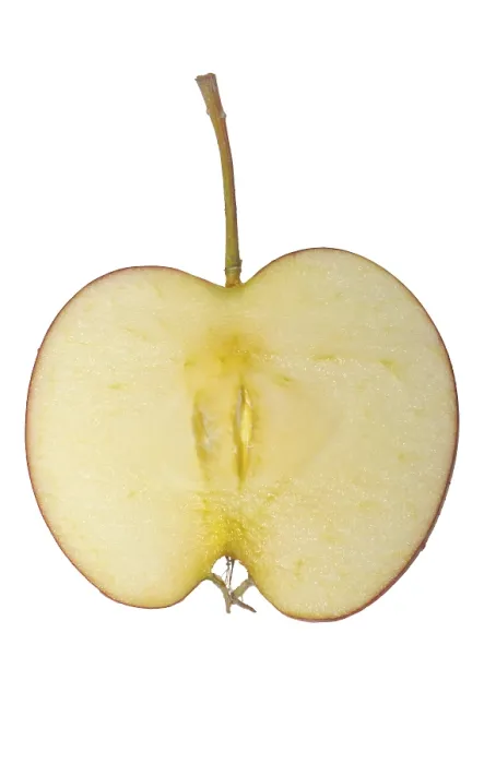 Framed Print : Apple Slice with Stalk Print Framed Print : Apple Slice with Stalk Print