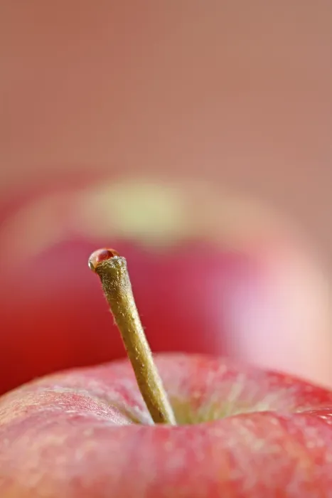 Framed Print : Apple Stem with Waterdrop Print Framed Print : Apple Stem with Waterdrop Print