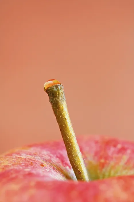 Framed Print : Apple Stem with Waterdrop Print Framed Print : Apple Stem with Waterdrop Print