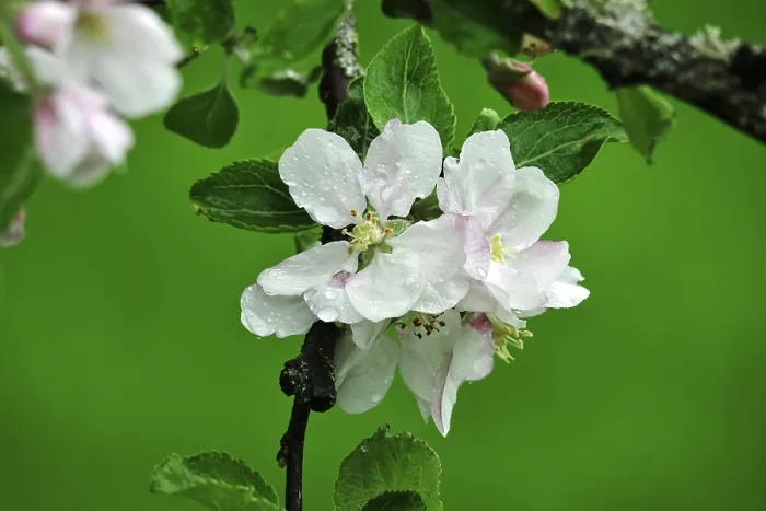 Framed Print : Apple Tree Blossom Print, Germany Framed Print : Apple Tree Blossom Print, Germany