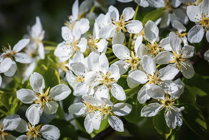 Framed Print : Apple Tree Blossoming Branch in Spring Print Framed Print : Apple Tree Blossoming Branch in Spring Print