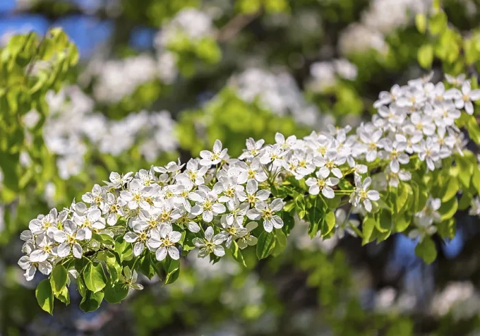 Framed Print : Apple Tree Blossoming Branch Print in Spring Framed Print : Apple Tree Blossoming Branch Print in Spring