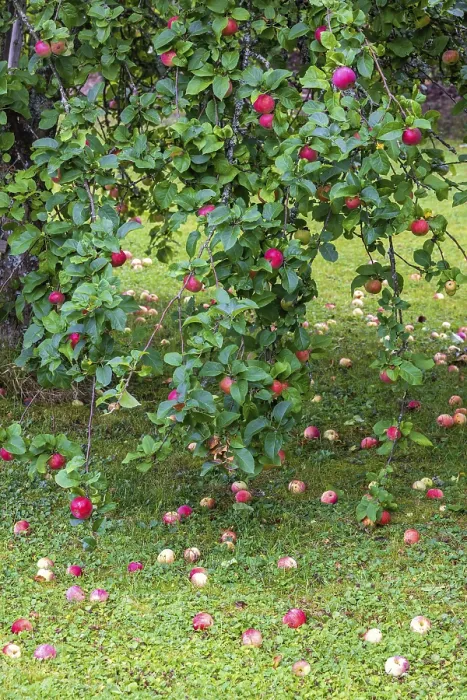 Framed Print : Apple Tree Print, Sweden Framed Print : Apple Tree Print, Sweden