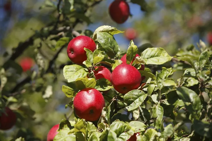 Framed Print : Print of Apple Tree in Germany Framed Print : Print of Apple Tree in Germany