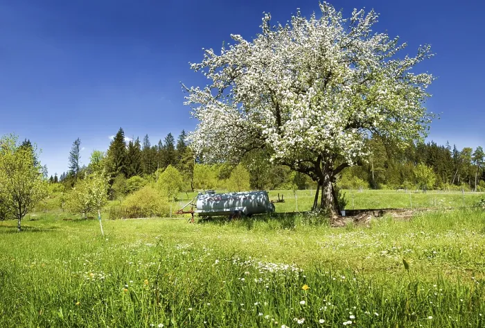Framed Print : Apple Tree (Malus) in Bloom near Emsing, Bavaria Print Framed Print : Apple Tree (Malus) in Bloom near Emsing, Bavaria Print
