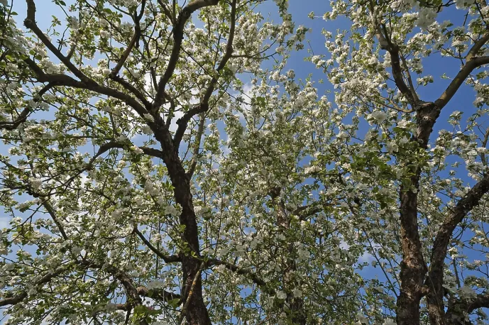 Framed Print : Apple Tree (Malus) Print, Bavaria, Germany Framed Print : Apple Tree (Malus) Print, Bavaria, Germany