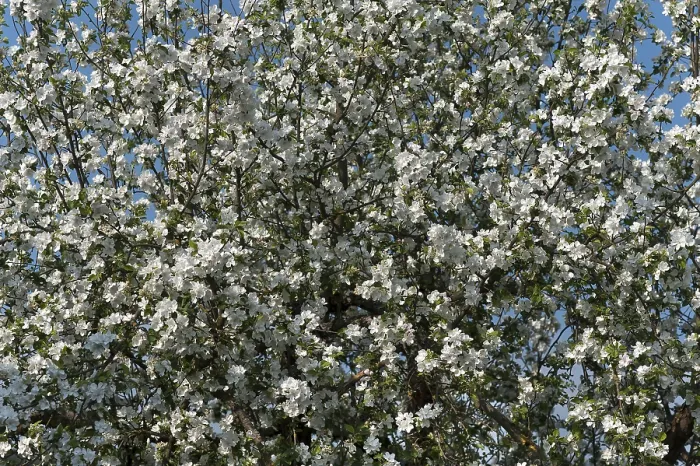 Framed Print : Apple Tree in Full Bloom Print, Bavaria, Germany Framed Print : Apple Tree in Full Bloom Print, Bavaria, Germany
