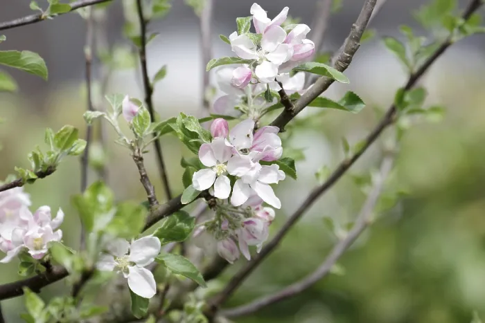 Framed Print : Apple Tree (Malus) Blossoms Print Framed Print : Apple Tree (Malus) Blossoms Print