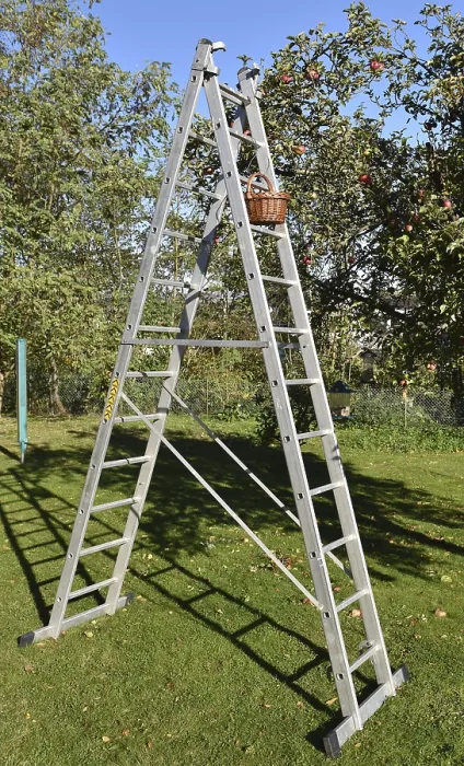 Framed Print : Apple Tree Harvest Print - Stepladder in Use Framed Print : Apple Tree Harvest Print - Stepladder in Use