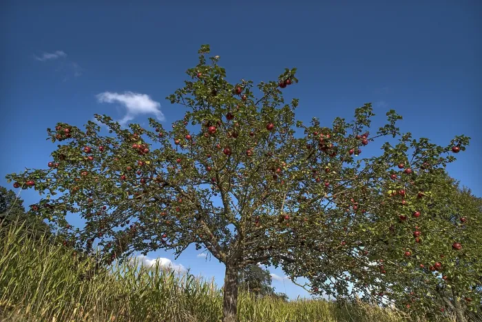 Framed Print : Apple Tree Print with Red Apples, Bavaria, Germany Framed Print : Apple Tree Print with Red Apples, Bavaria, Germany