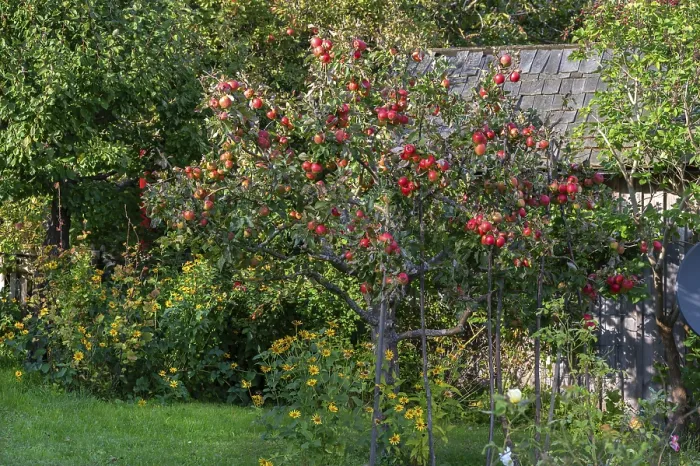 Framed Print : Apple Tree Print, Ahrenshoop, Germany Framed Print : Apple Tree Print, Ahrenshoop, Germany
