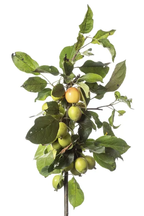 Framed Print : Apple Tree Print - Malus Shrub on White Background Framed Print : Apple Tree Print - Malus Shrub on White Background