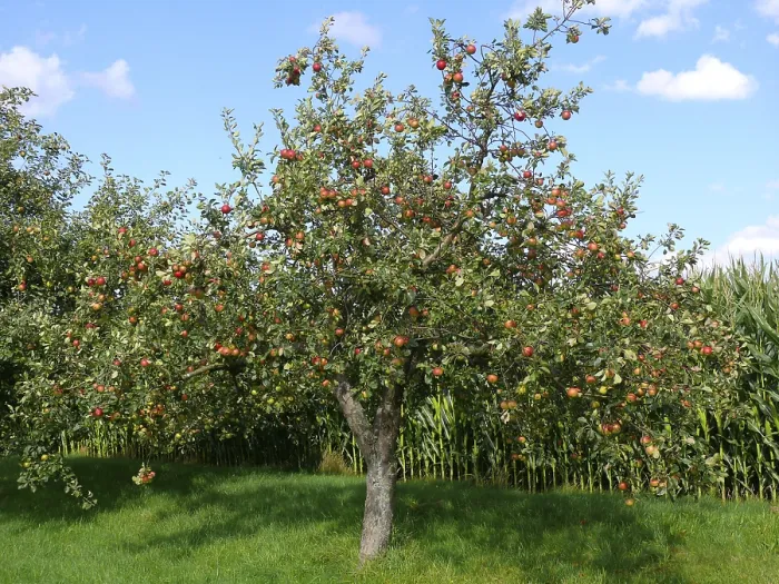 Framed Print : Apple Tree Print with Melrose Apples Framed Print : Apple Tree Print with Melrose Apples