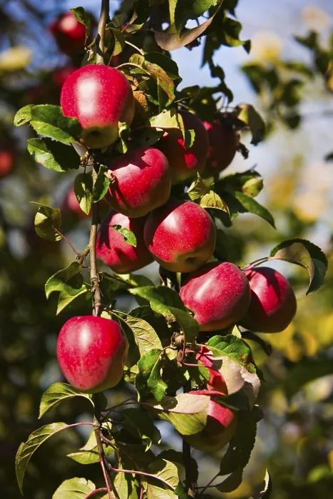 Framed Print : Apple Tree with Red Apples Print Framed Print : Apple Tree with Red Apples Print