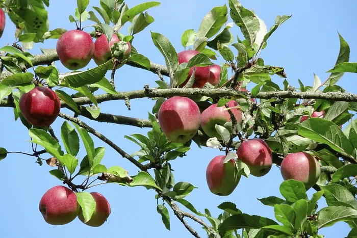 Framed Print : Apple Tree Print, Germany, September Framed Print : Apple Tree Print, Germany, September