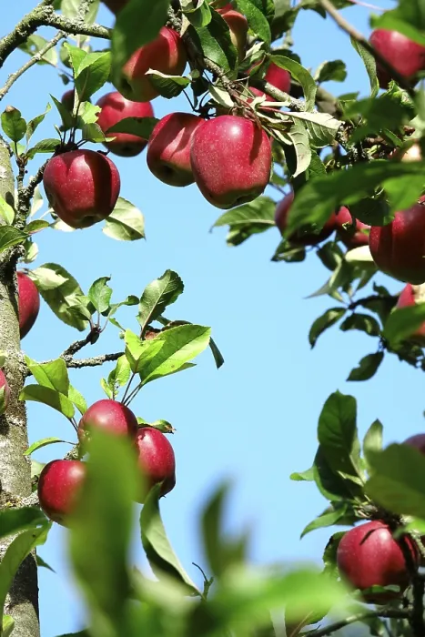 Framed Print : Apple Tree Print, German Orchard in Autumn Framed Print : Apple Tree Print, German Orchard in Autumn