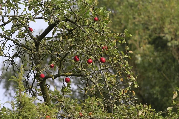 Framed Print : Apple Tree Print, Autumn Germany Framed Print : Apple Tree Print, Autumn Germany