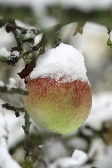Framed Print : Apple Tree with Snow Print, Germany Framed Print : Apple Tree with Snow Print, Germany