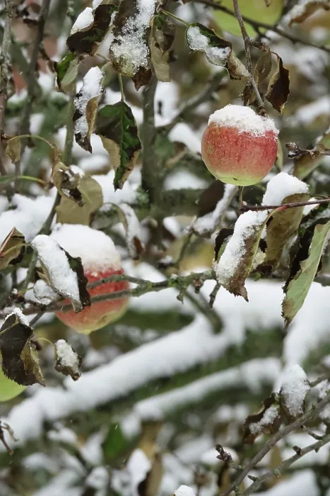Framed Print : Apple Tree with Snow Print, Germany Framed Print : Apple Tree with Snow Print, Germany