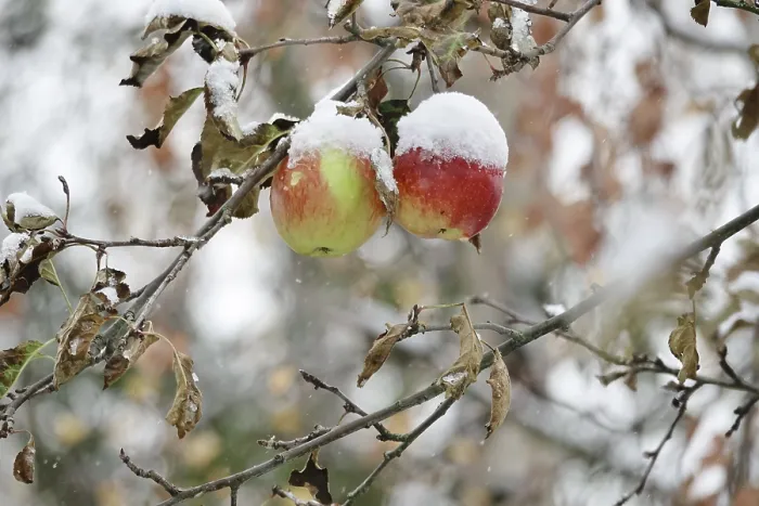 Framed Print : Apple Tree with Snow Print, Germany Framed Print : Apple Tree with Snow Print, Germany