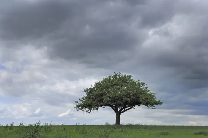 Framed Print : Apple Tree in Front of a Stormy Sky Print Framed Print : Apple Tree in Front of a Stormy Sky Print