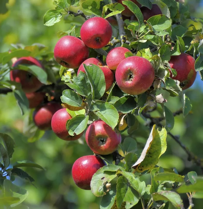 Framed Print : Idared Apple Tree Variety Print Framed Print : Idared Apple Tree Variety Print