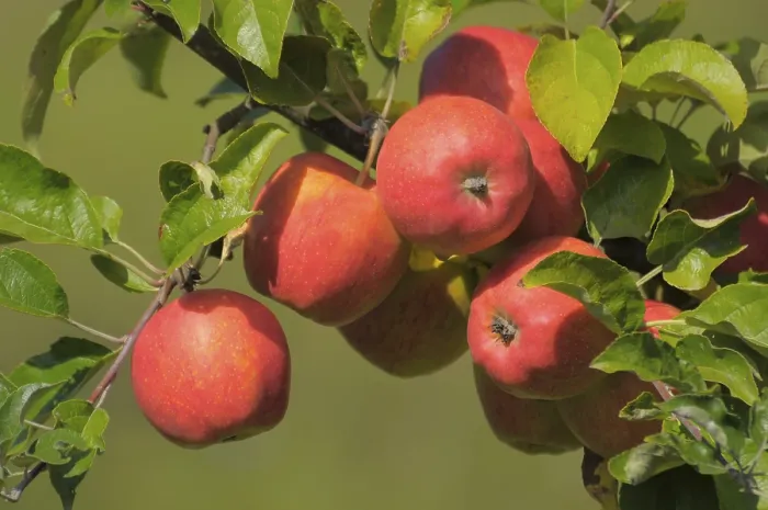Framed Print : Idared Apple Tree Variety Print Framed Print : Idared Apple Tree Variety Print