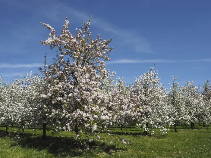 Framed Print : Apple Trees in Full Bloom Print, Arbon Switzerland Framed Print : Apple Trees in Full Bloom Print, Arbon Switzerland