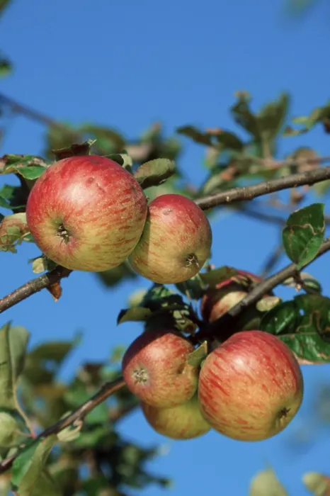 Framed Print : Apples Print by ImageBROKER Framed Print : Apples Print by ImageBROKER