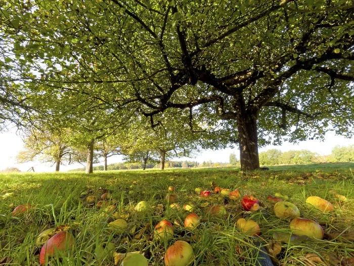 Framed Print : Apples under Apple Tree, Hesse, Germany Print Framed Print : Apples under Apple Tree, Hesse, Germany Print