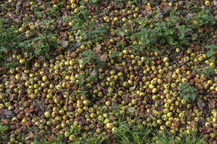Framed Print : Apples (Malus) lying on the ground, Franconia, Germany print Framed Print : Apples (Malus) lying on the ground, Franconia, Germany print