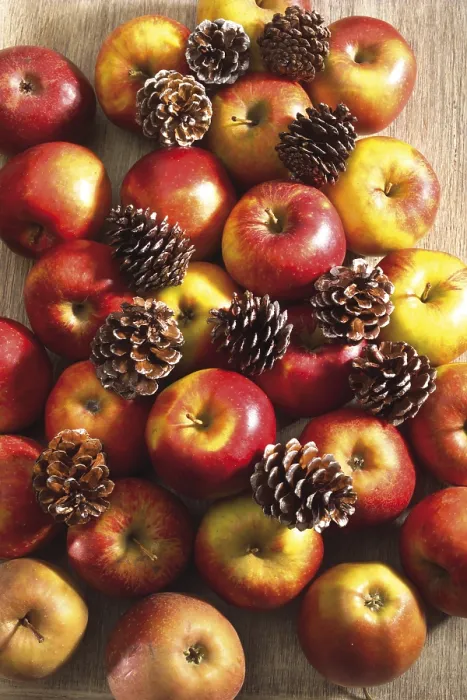 Framed Print : Apples and Pine Cones Print Framed Print : Apples and Pine Cones Print