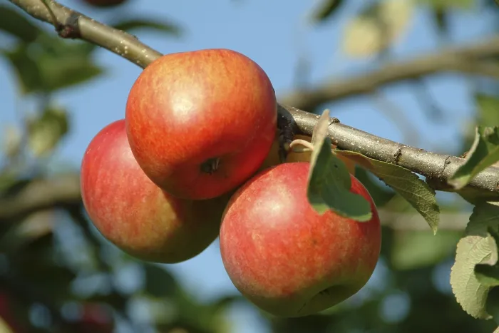 Framed Print : Apples on a Tree Print Framed Print : Apples on a Tree Print