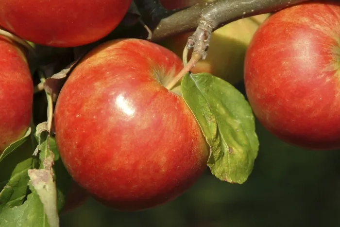 Framed Print : Apples on a Tree Print Framed Print : Apples on a Tree Print